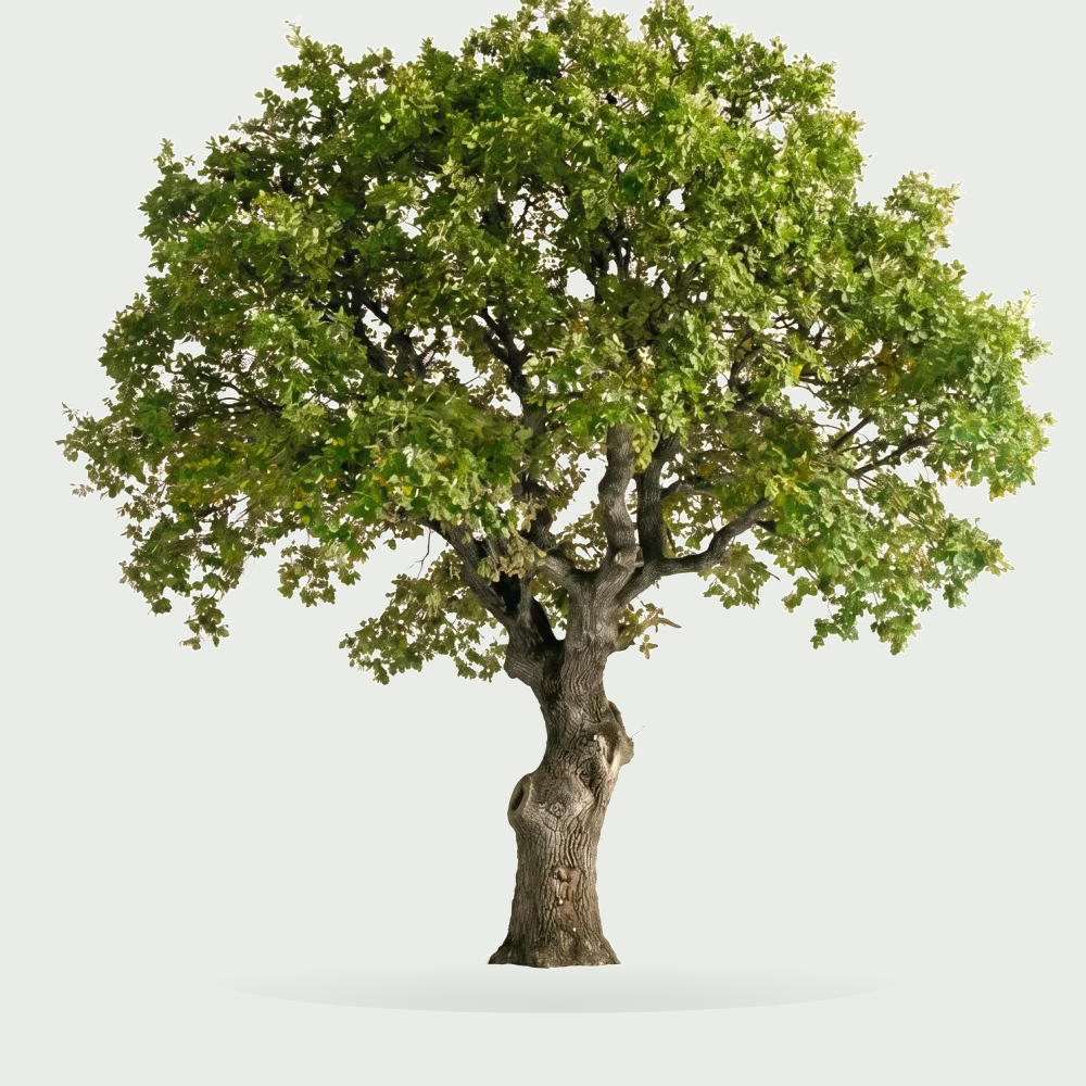 Tree #00851
