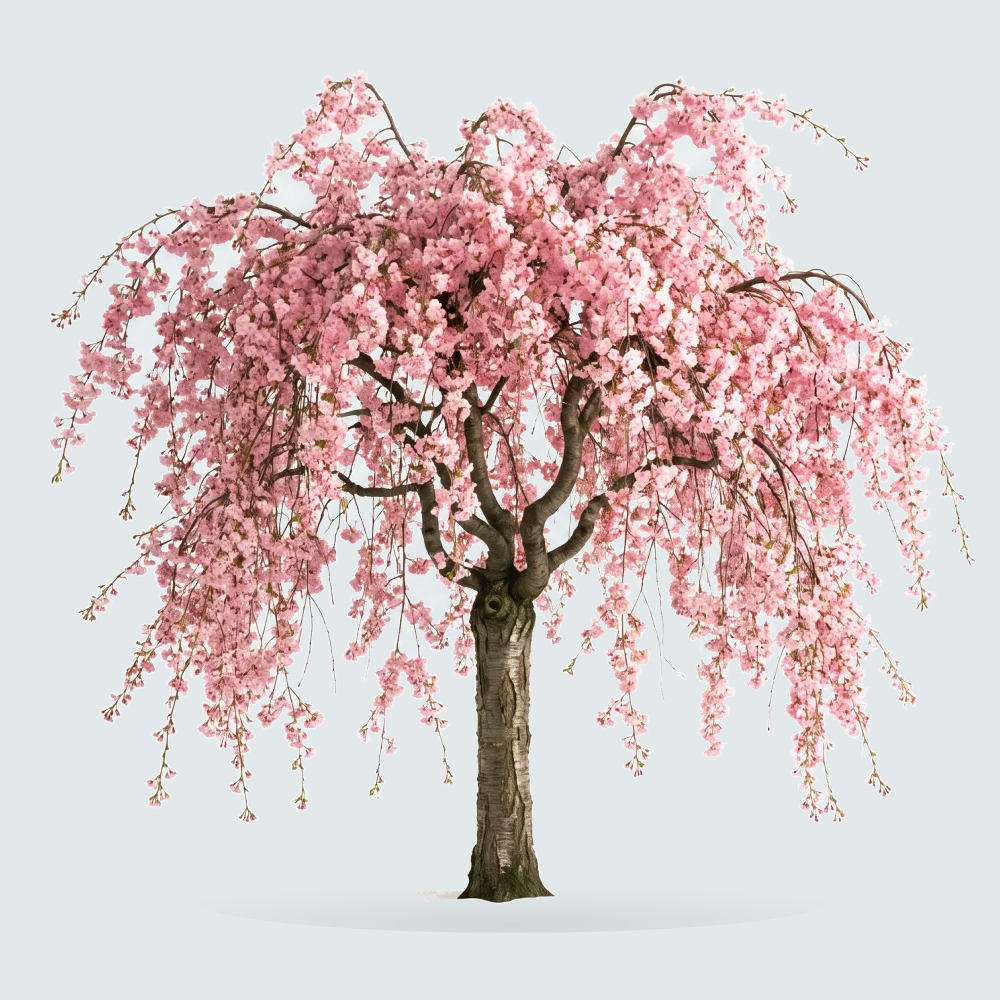 Tree #00087