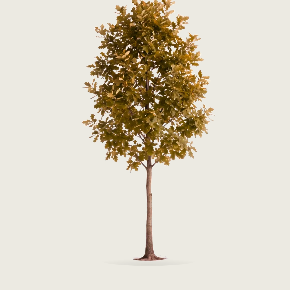 Tree #00861