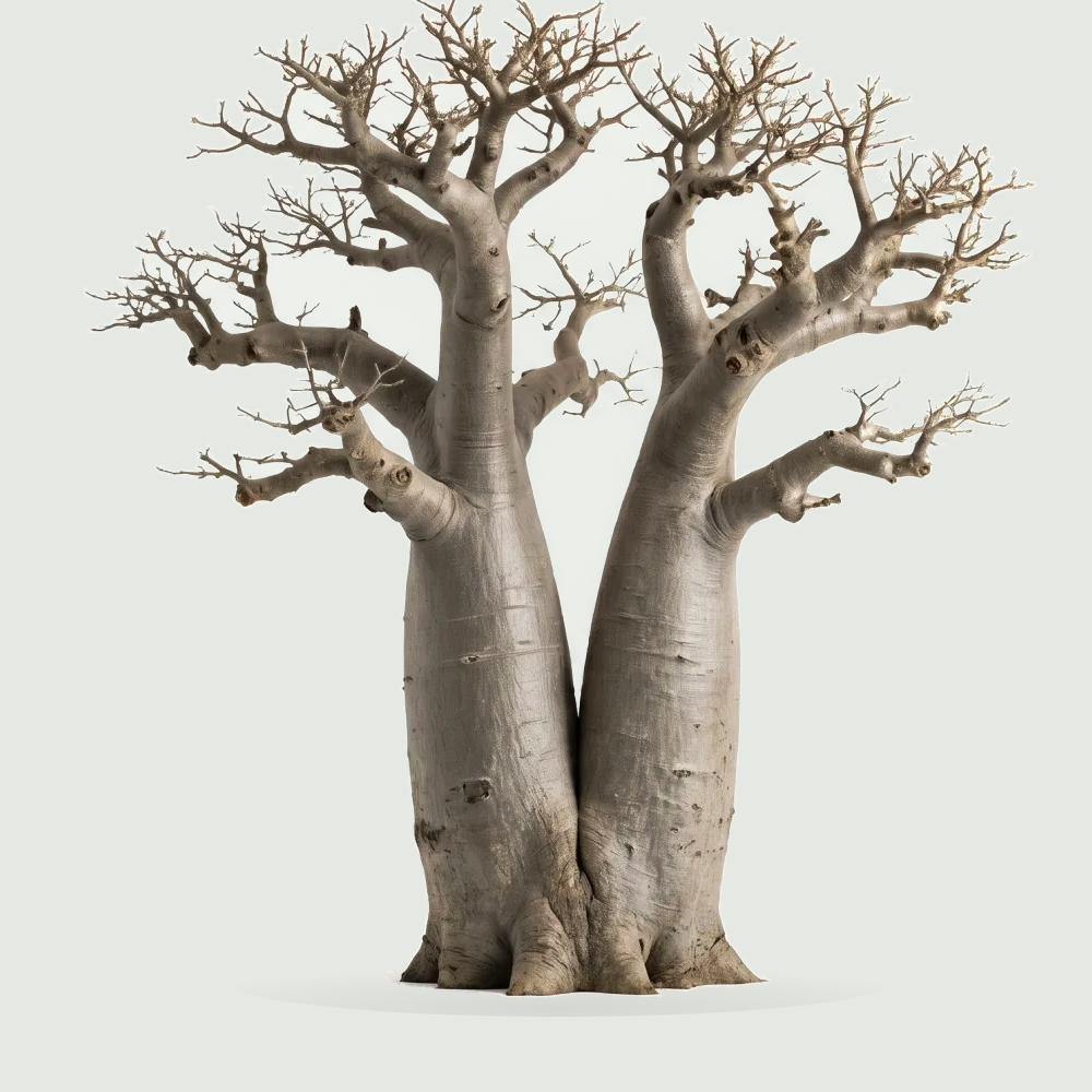 Tree #00865