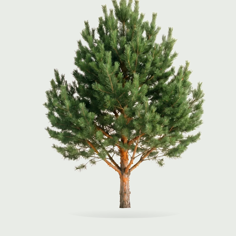 Tree #00866