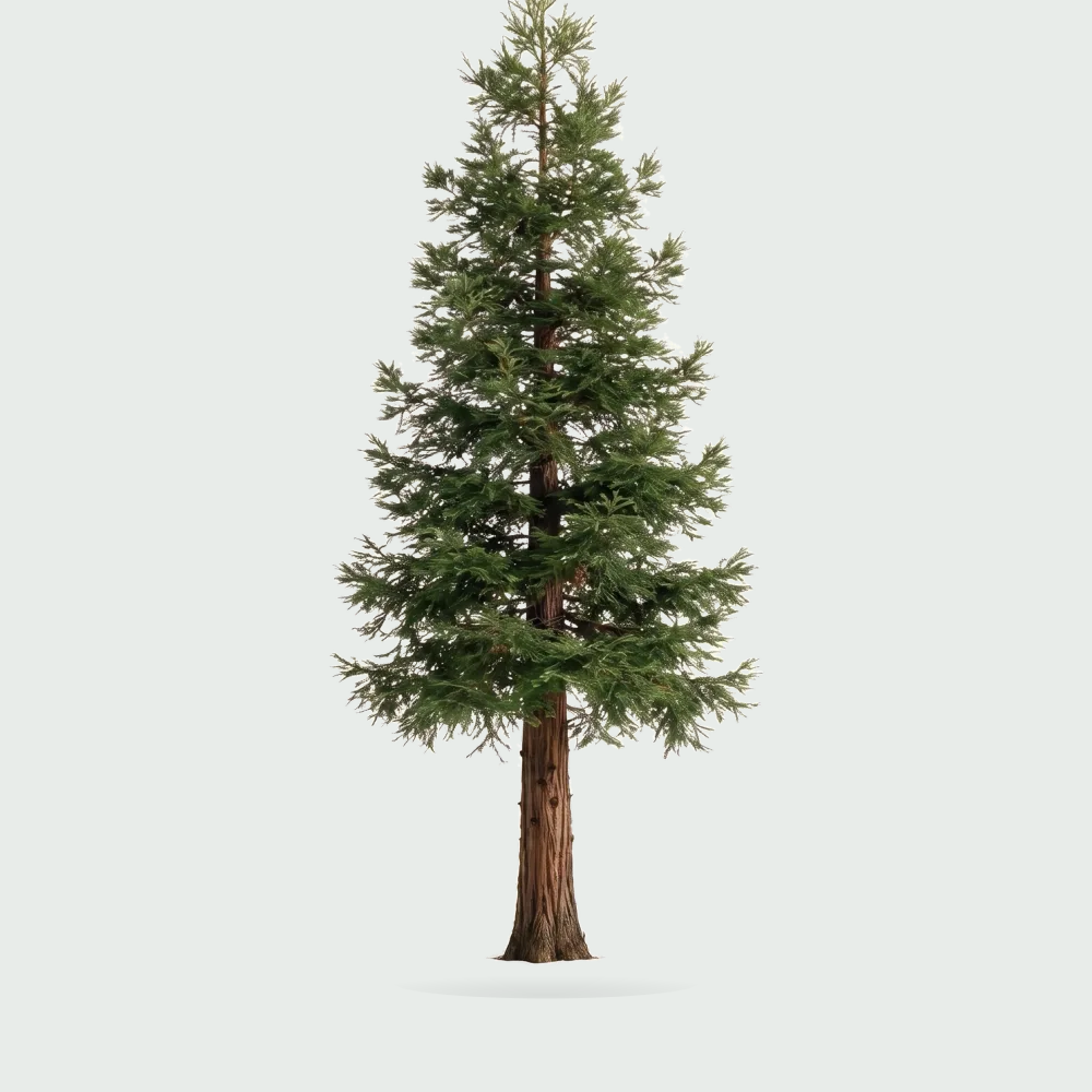 Tree #00867