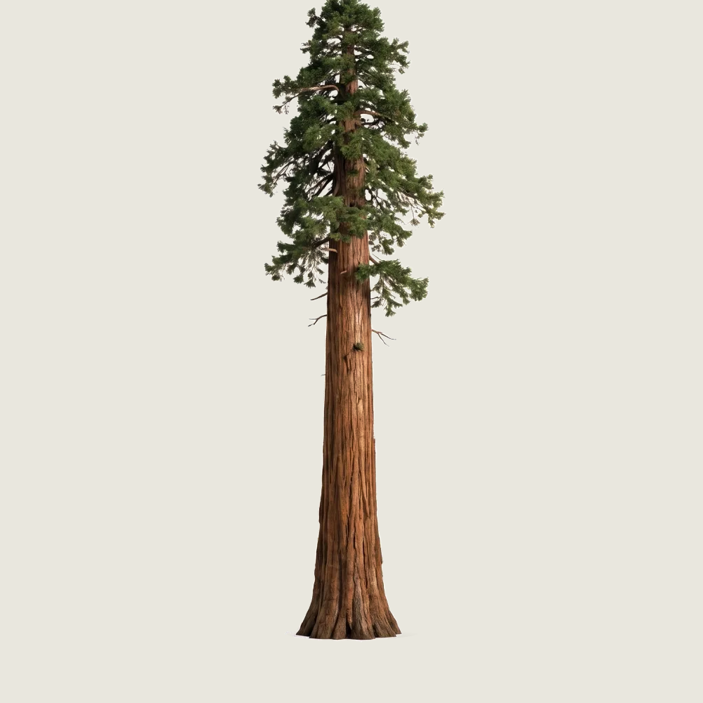 Tree #00871