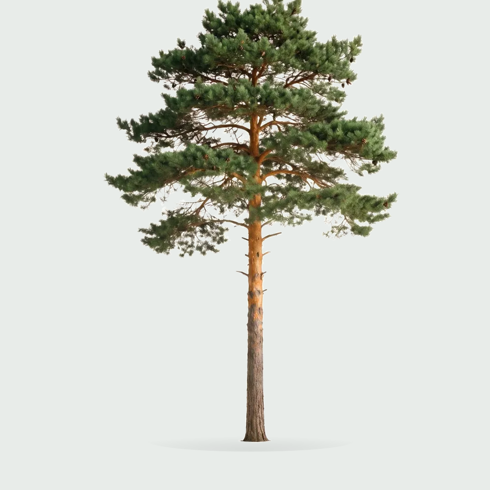 Tree #00875