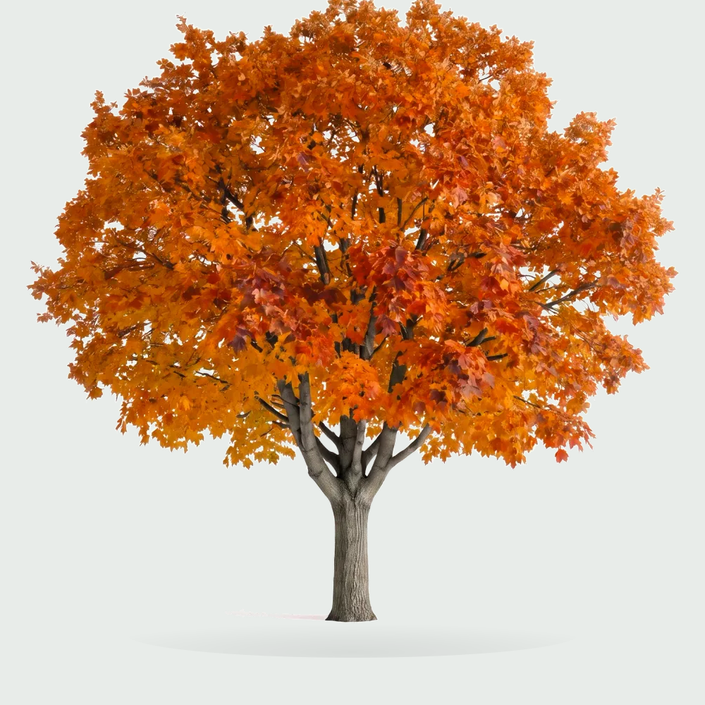 Tree #00883