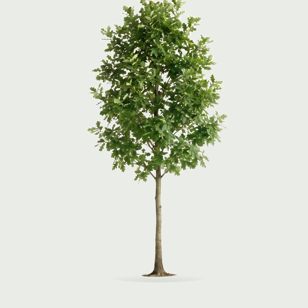 Tree #00884