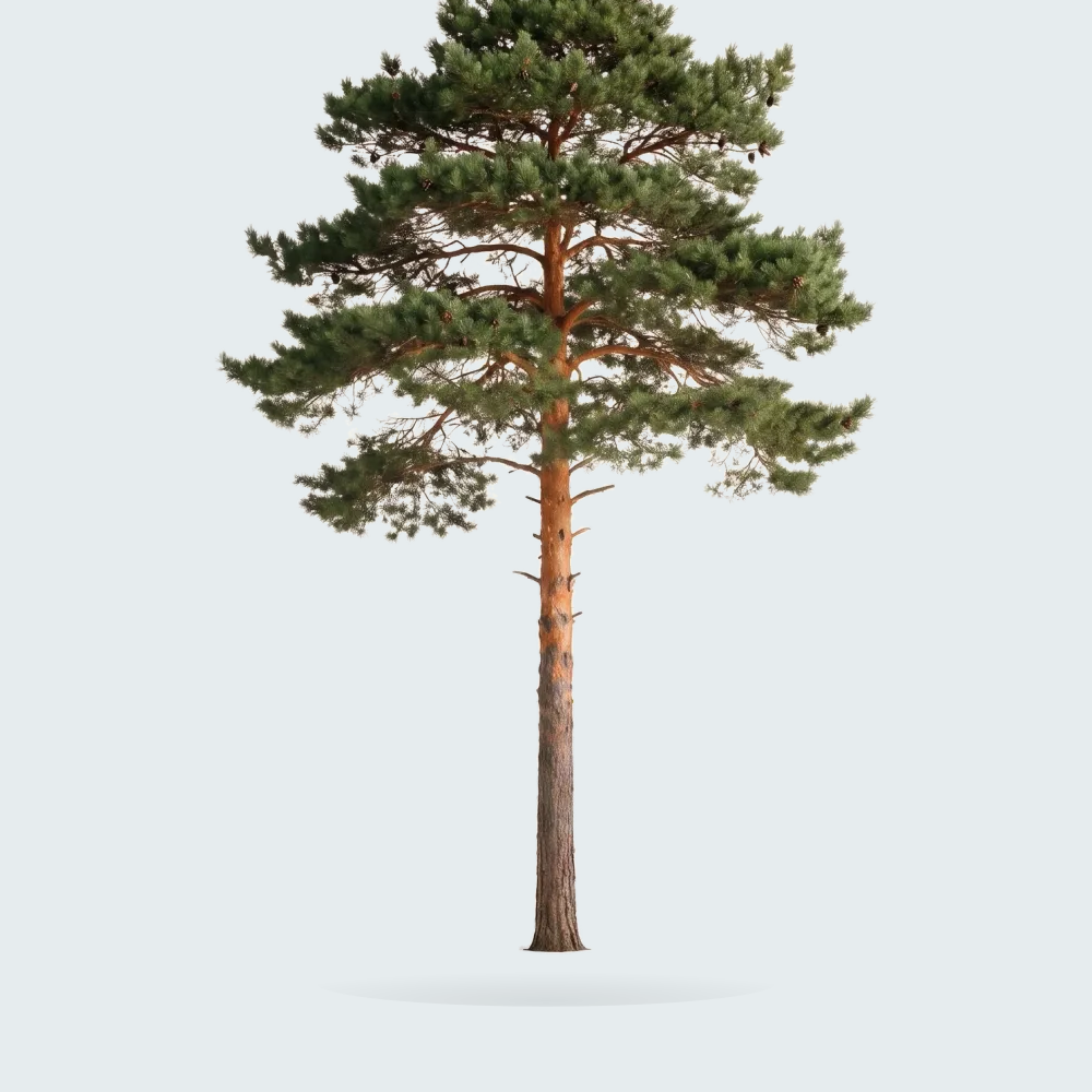 Tree #00885