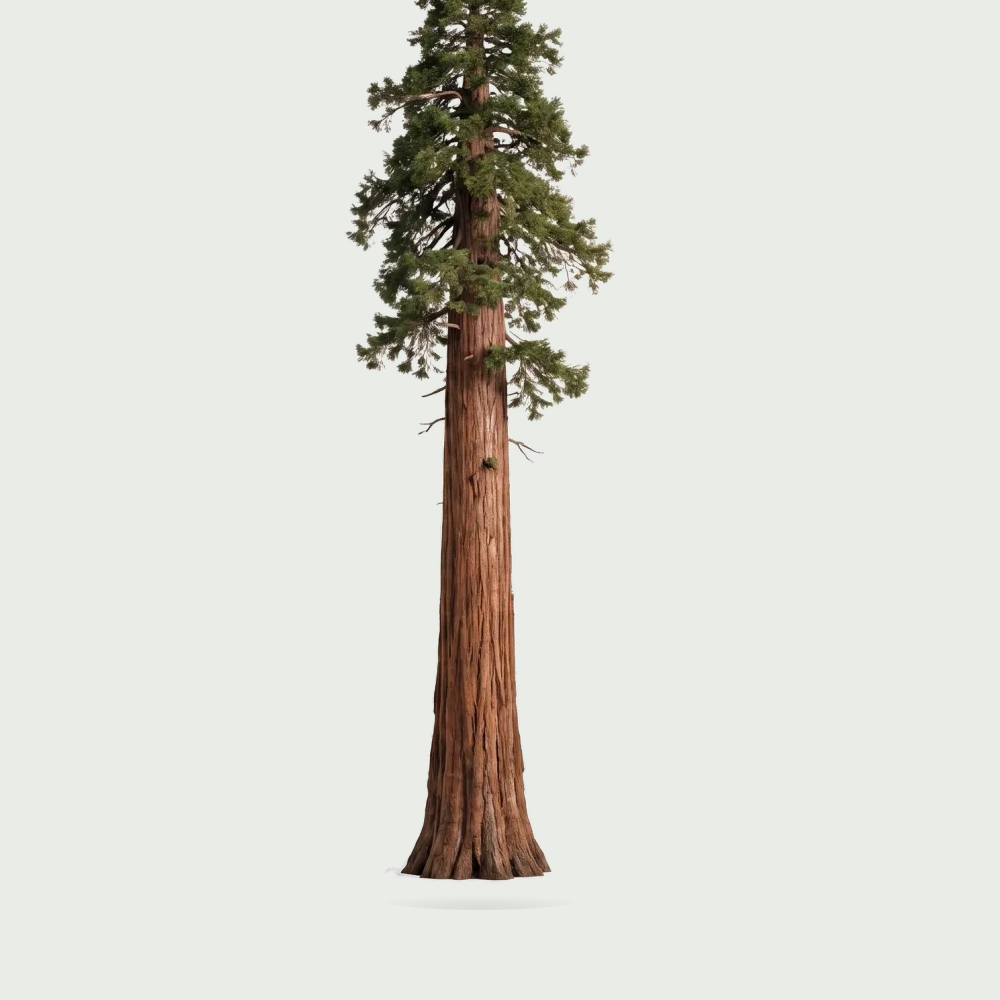 Tree #00889