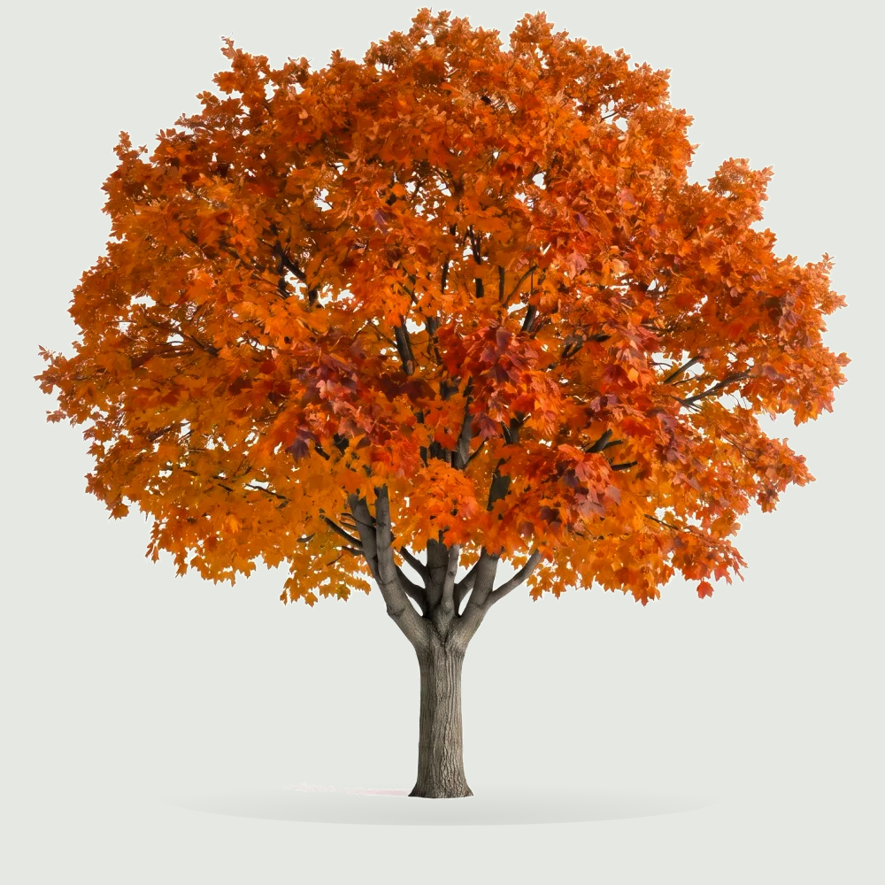 Tree #00894