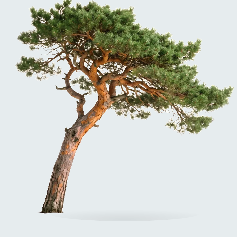 Tree #00010 — Pine