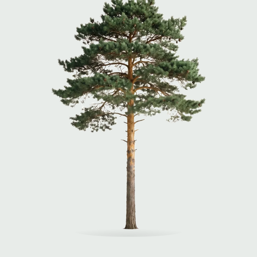Tree #00901