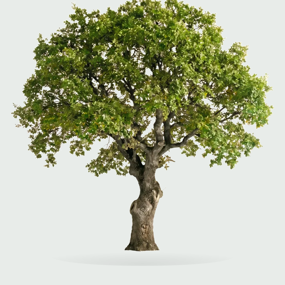 Tree #00903