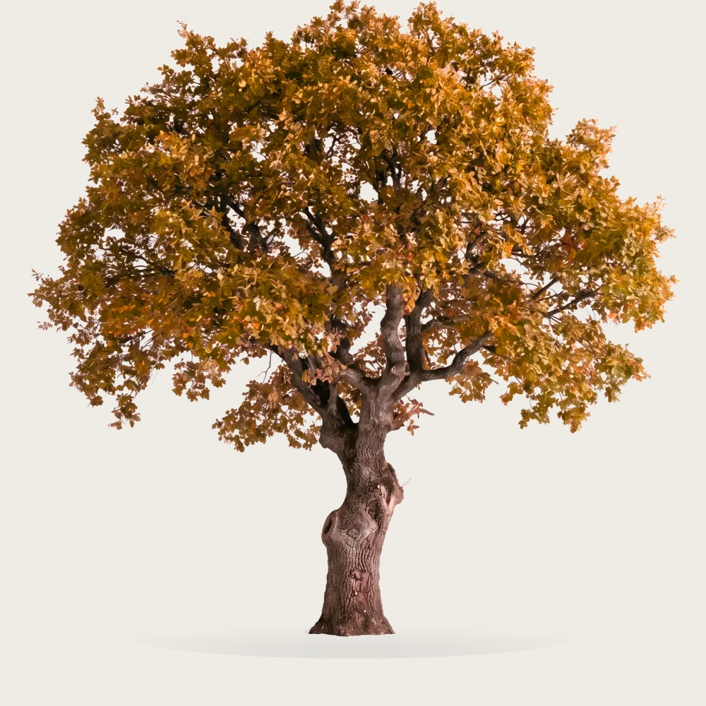 Tree #00904