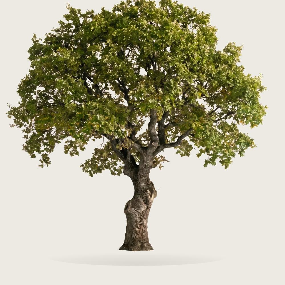 Tree #00912