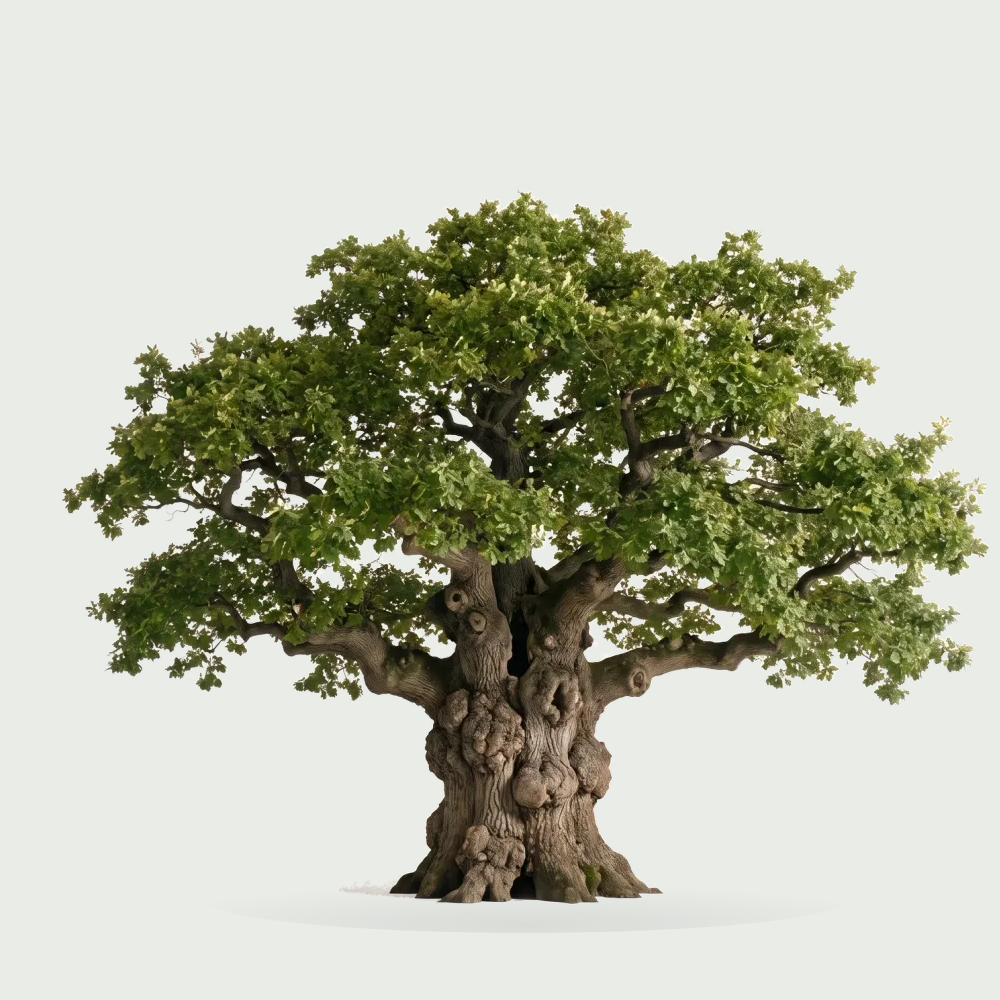 Tree #00915