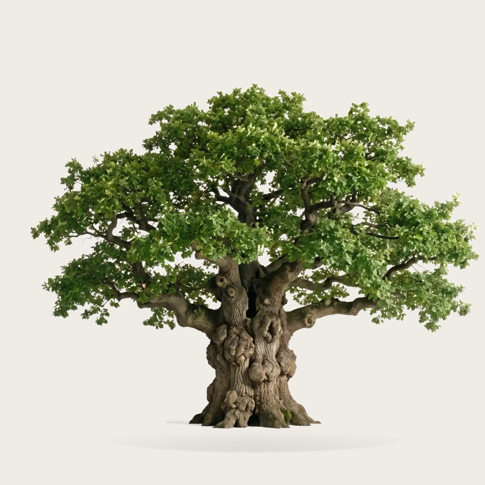 Tree #00919