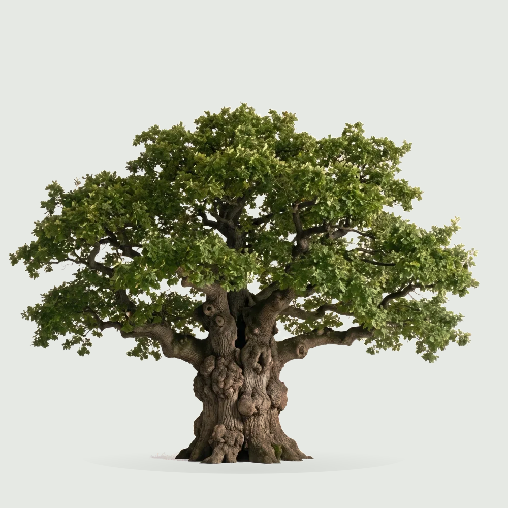 Tree #00920