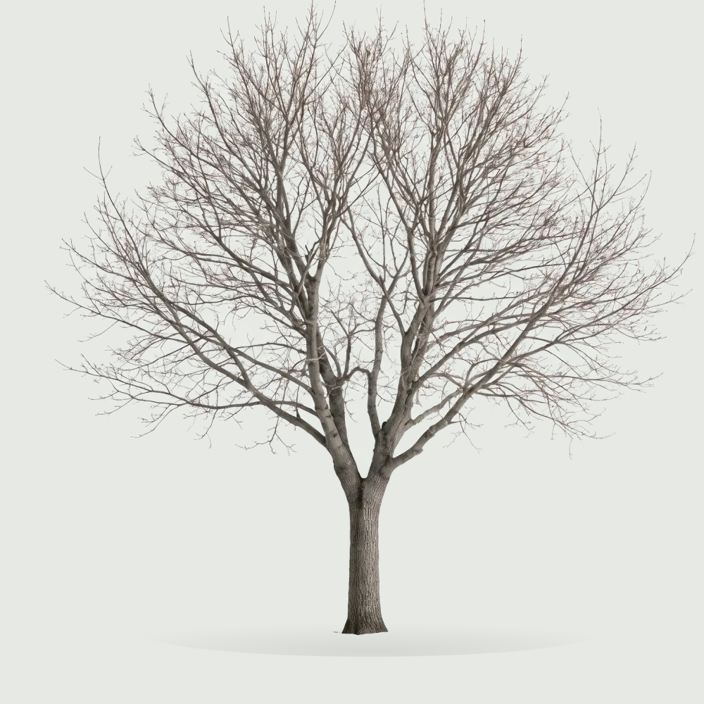 Tree #00093