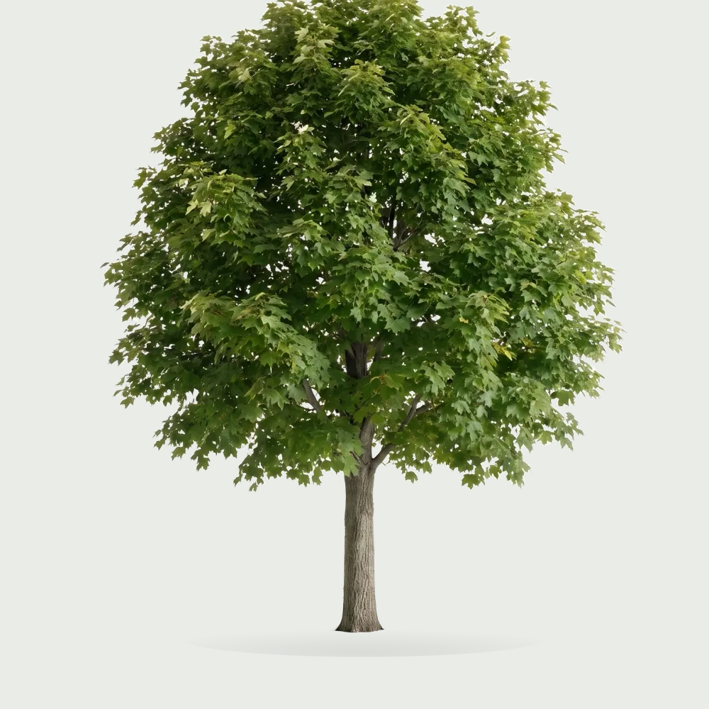 Tree #00922