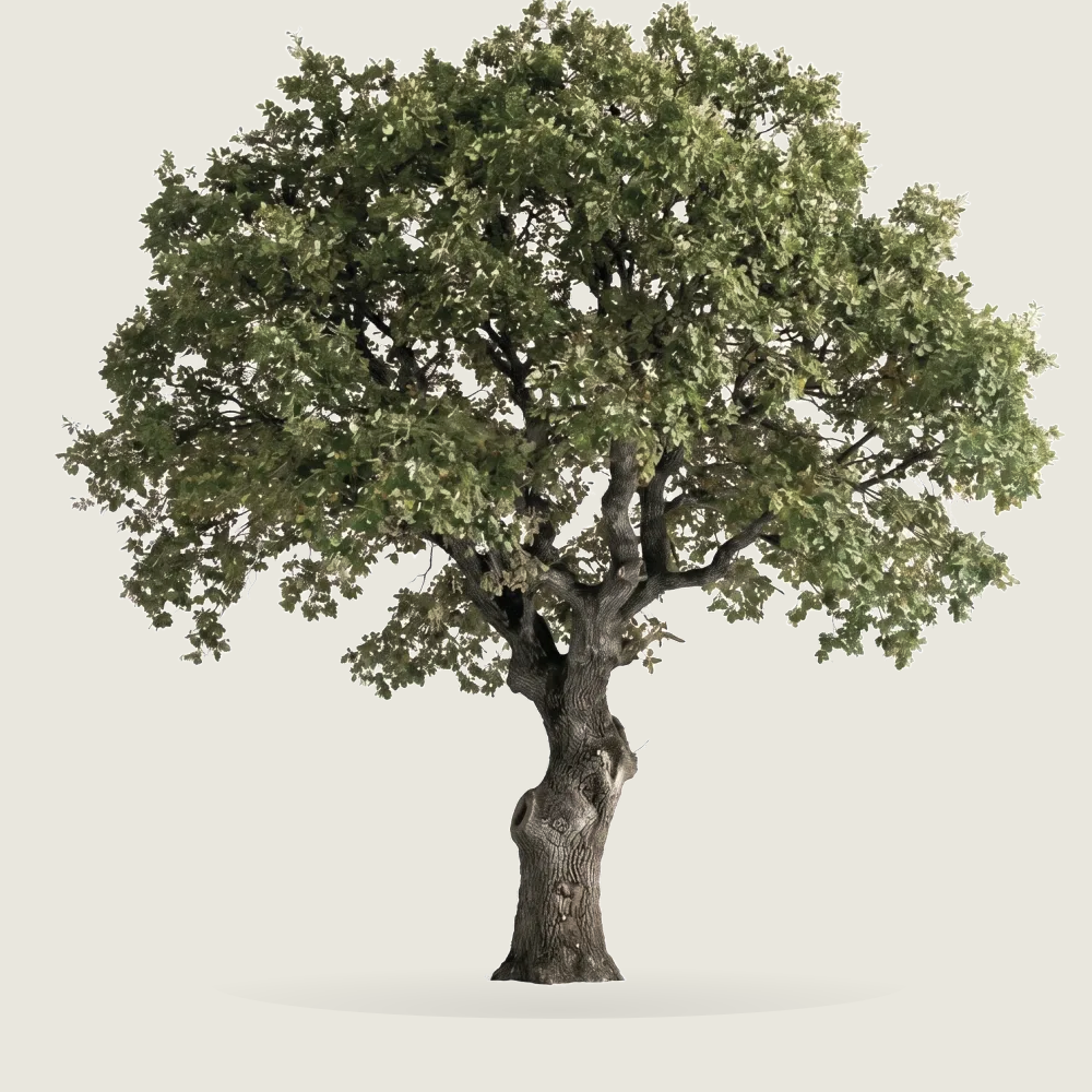 Tree #00923