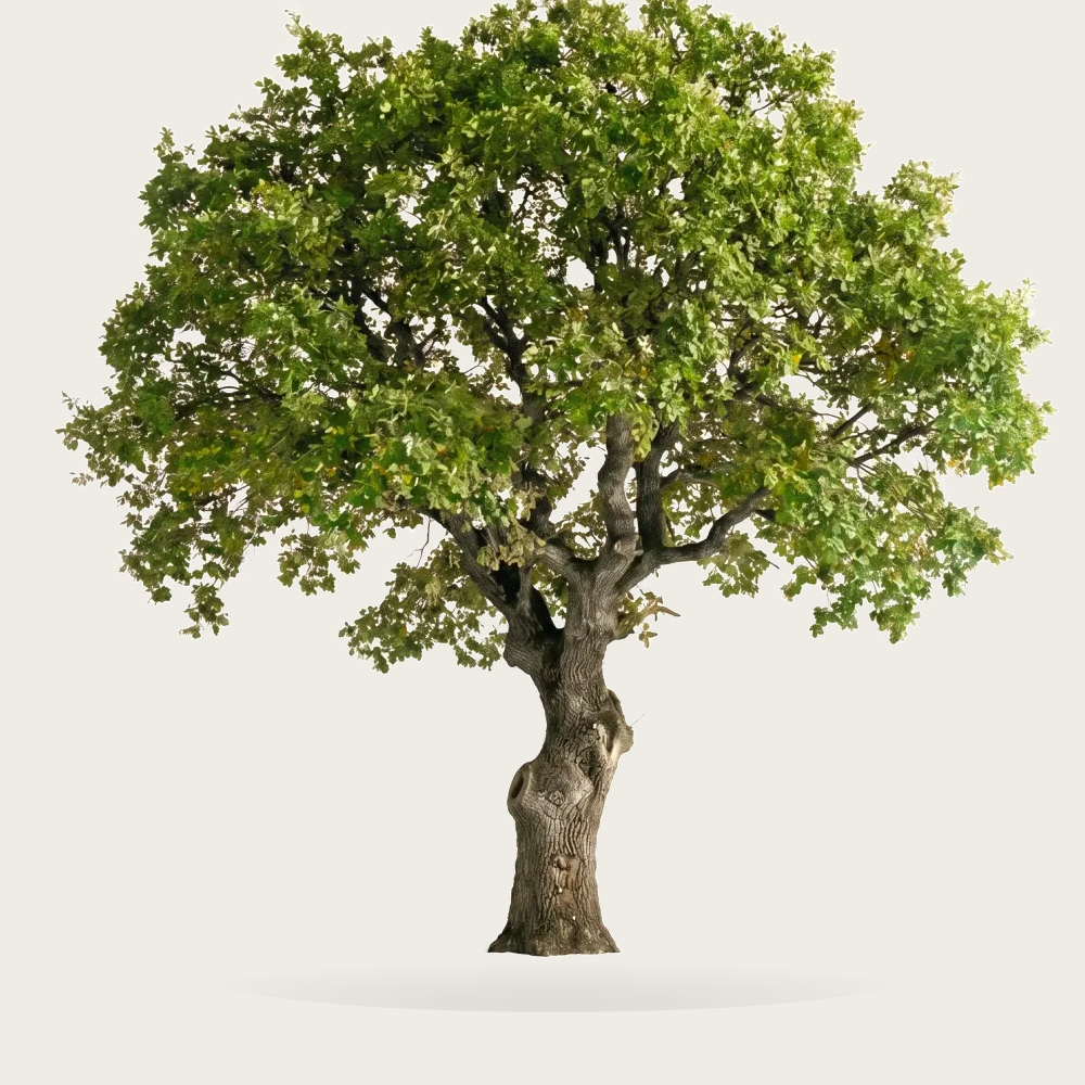 Tree #00927