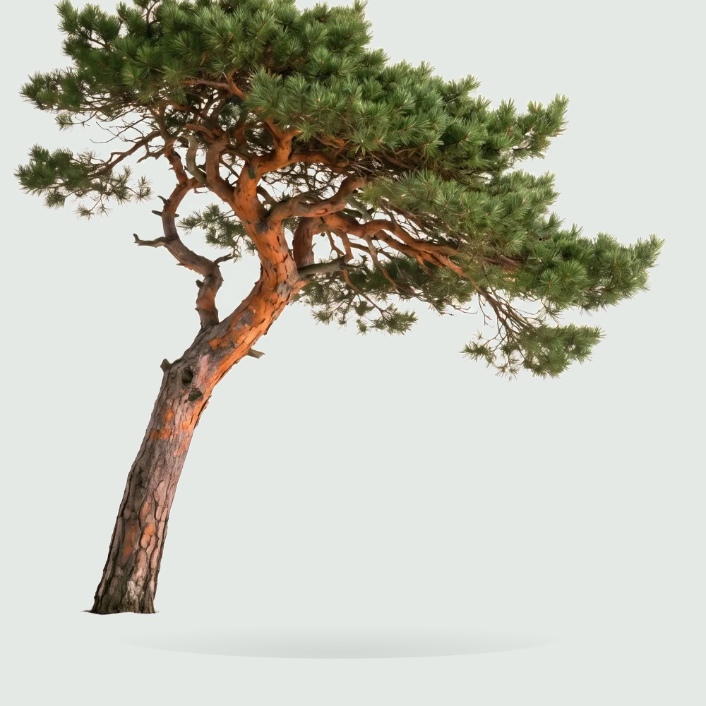Tree #00928
