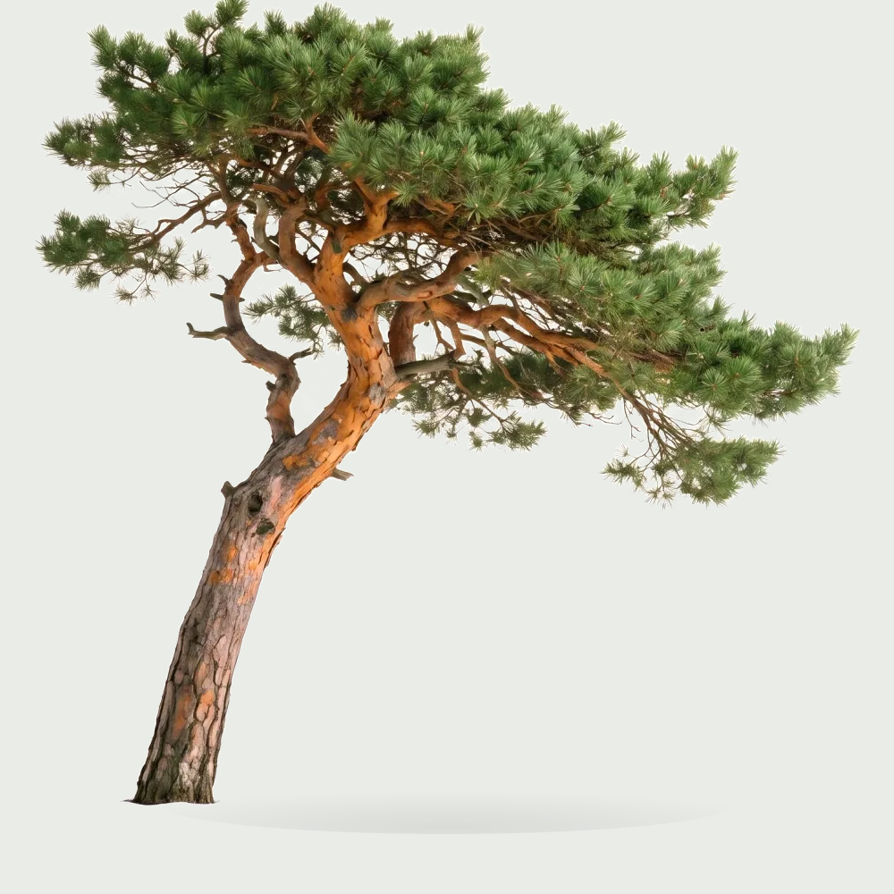 Tree #00931