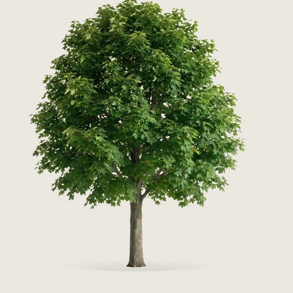 Tree #00938