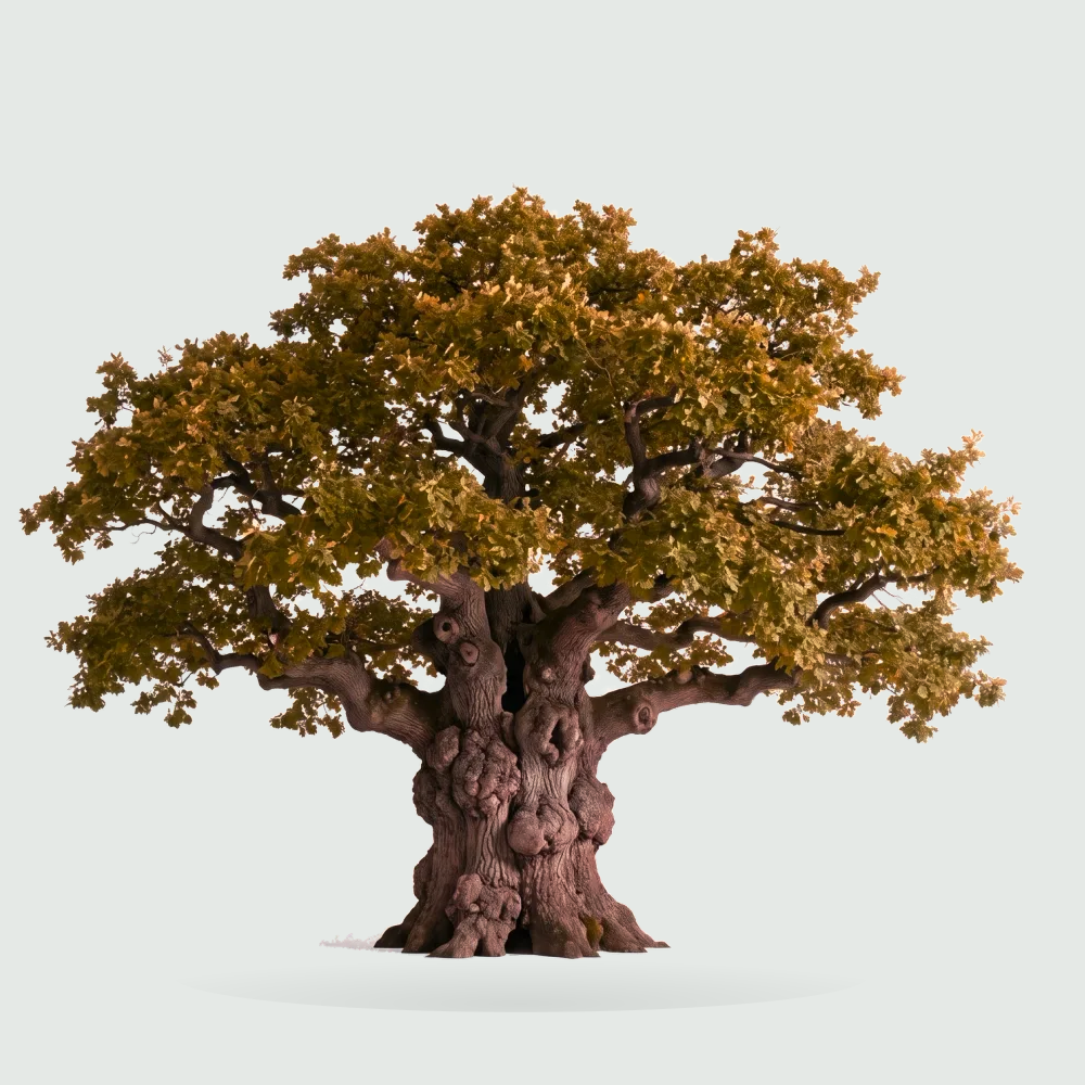 Tree #00941