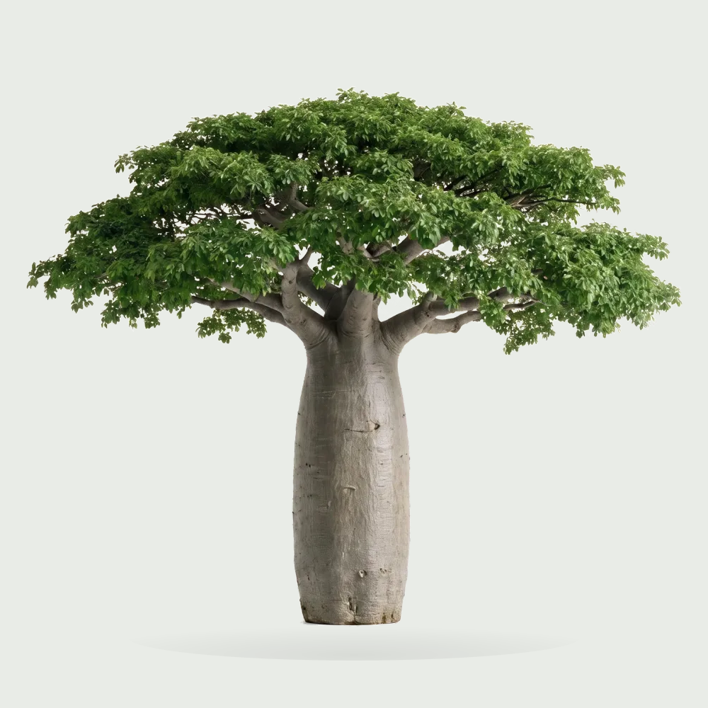 Tree #00947