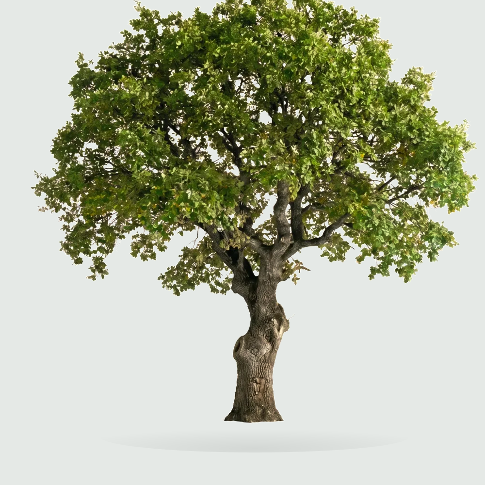 Tree #00948