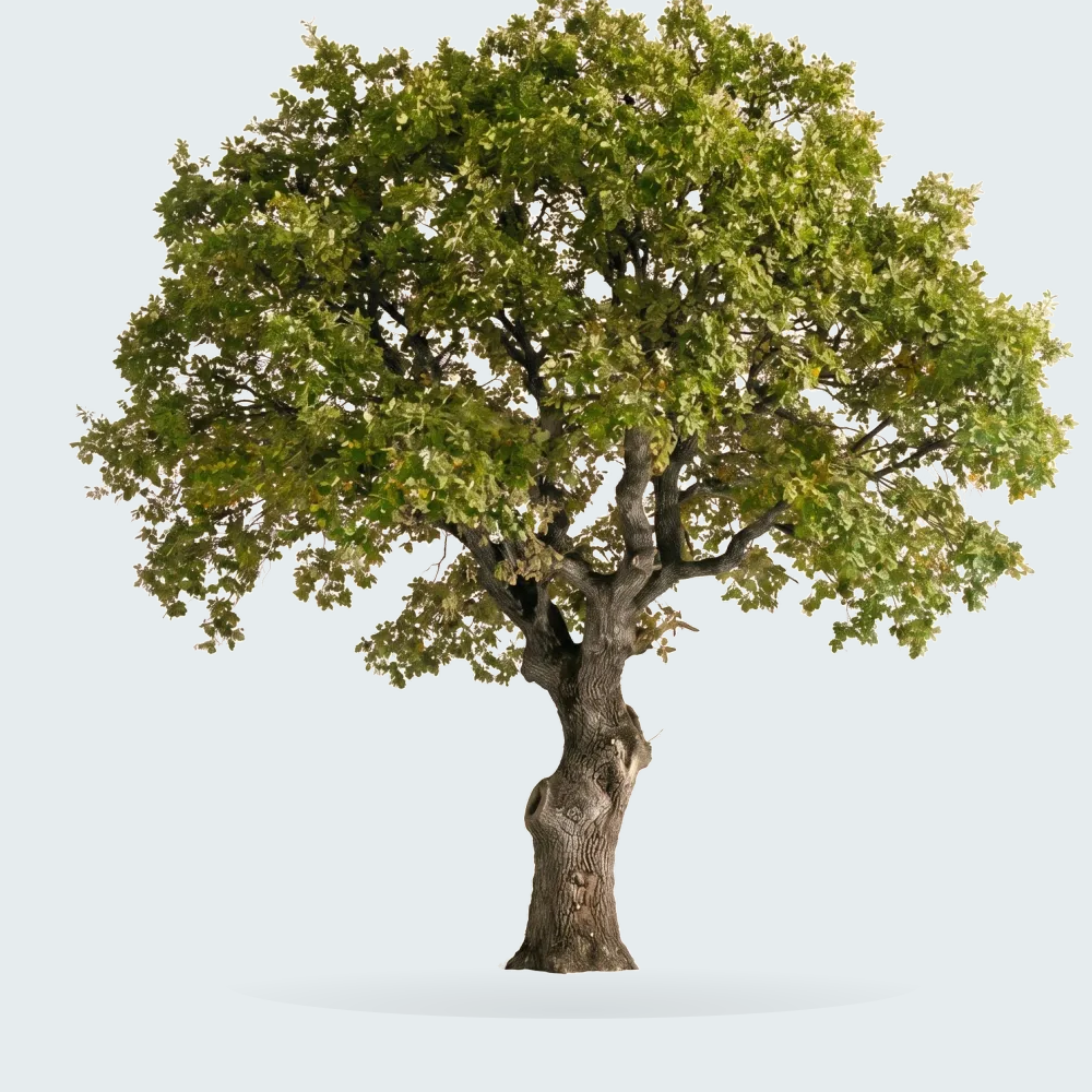 Tree #00949