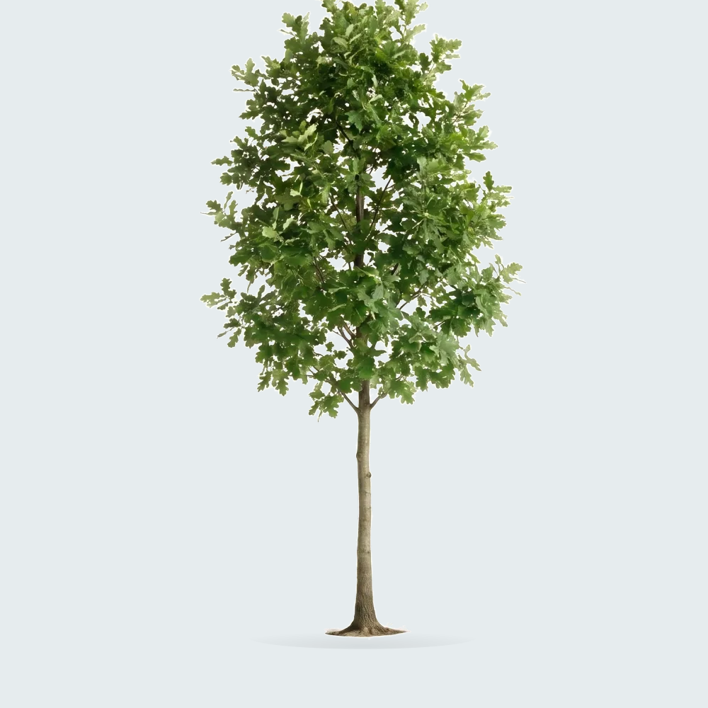 Tree #00950