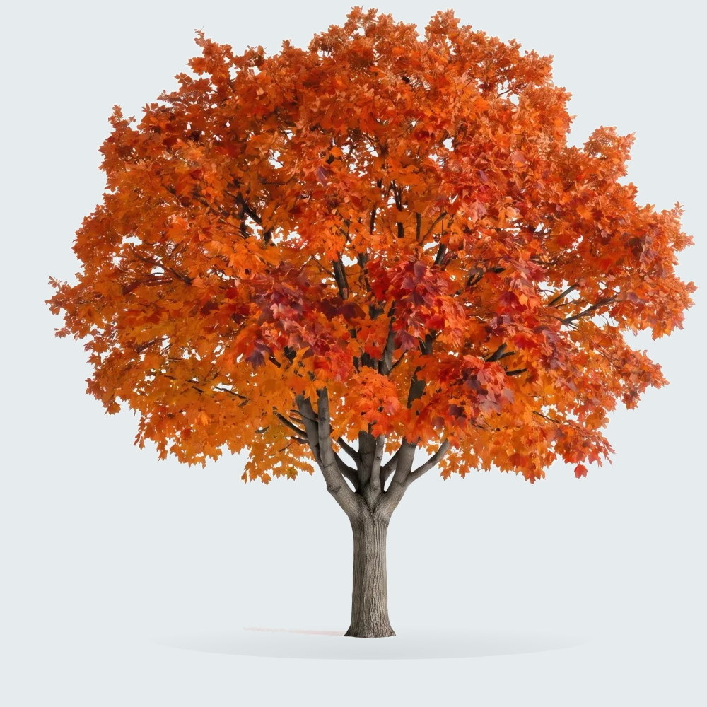 Tree #00096