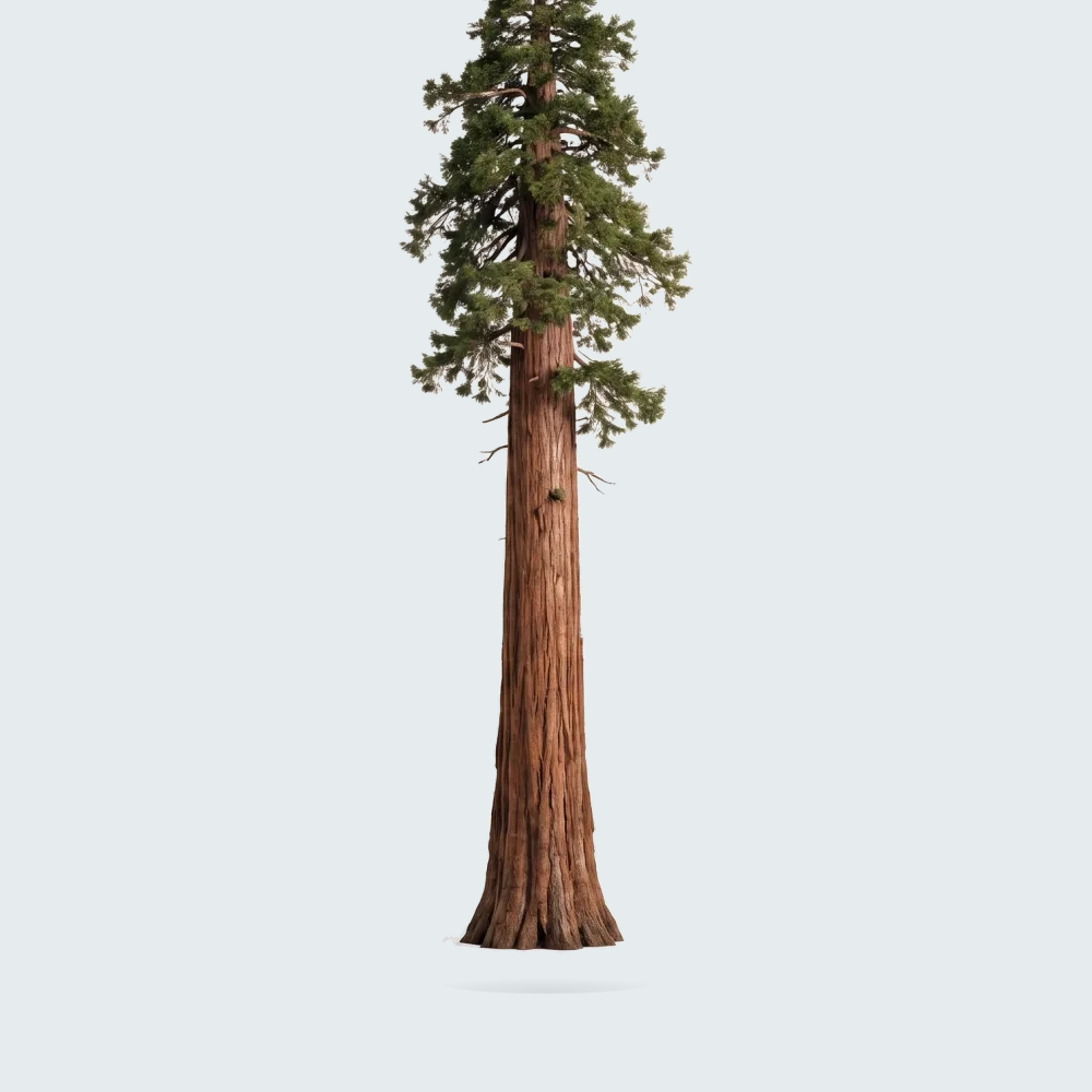 Tree #00953