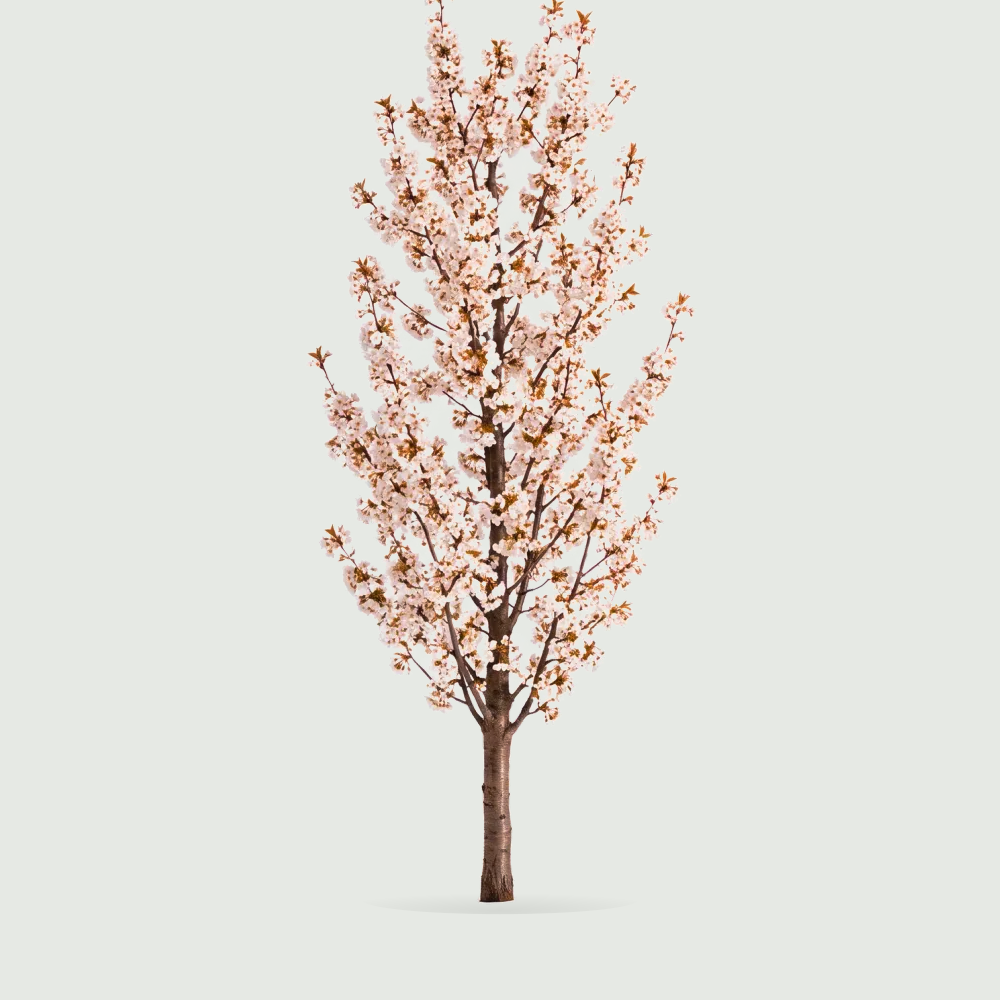 Tree #00954