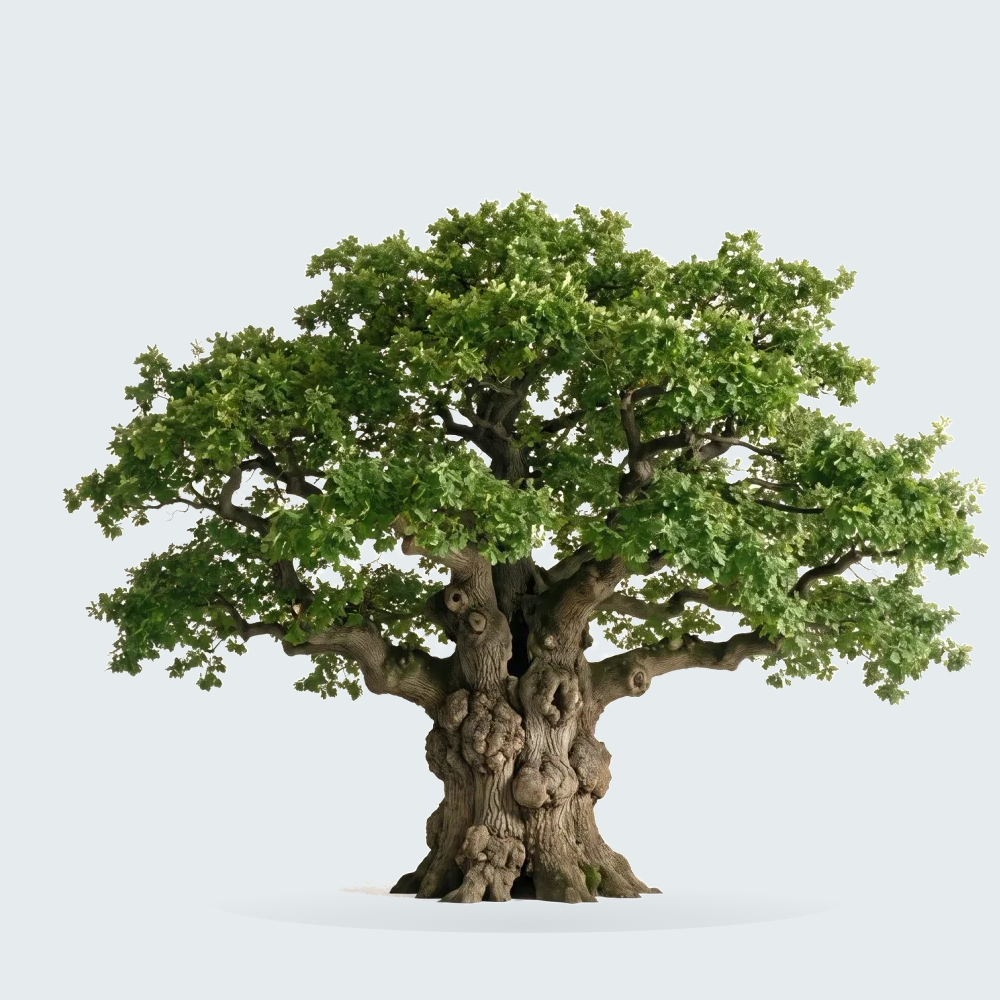 Tree #00955