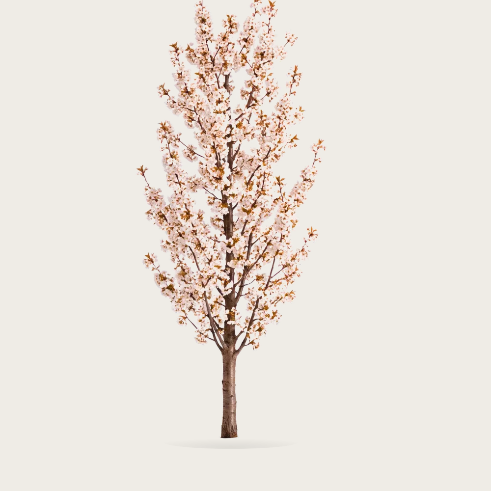 Tree #00958