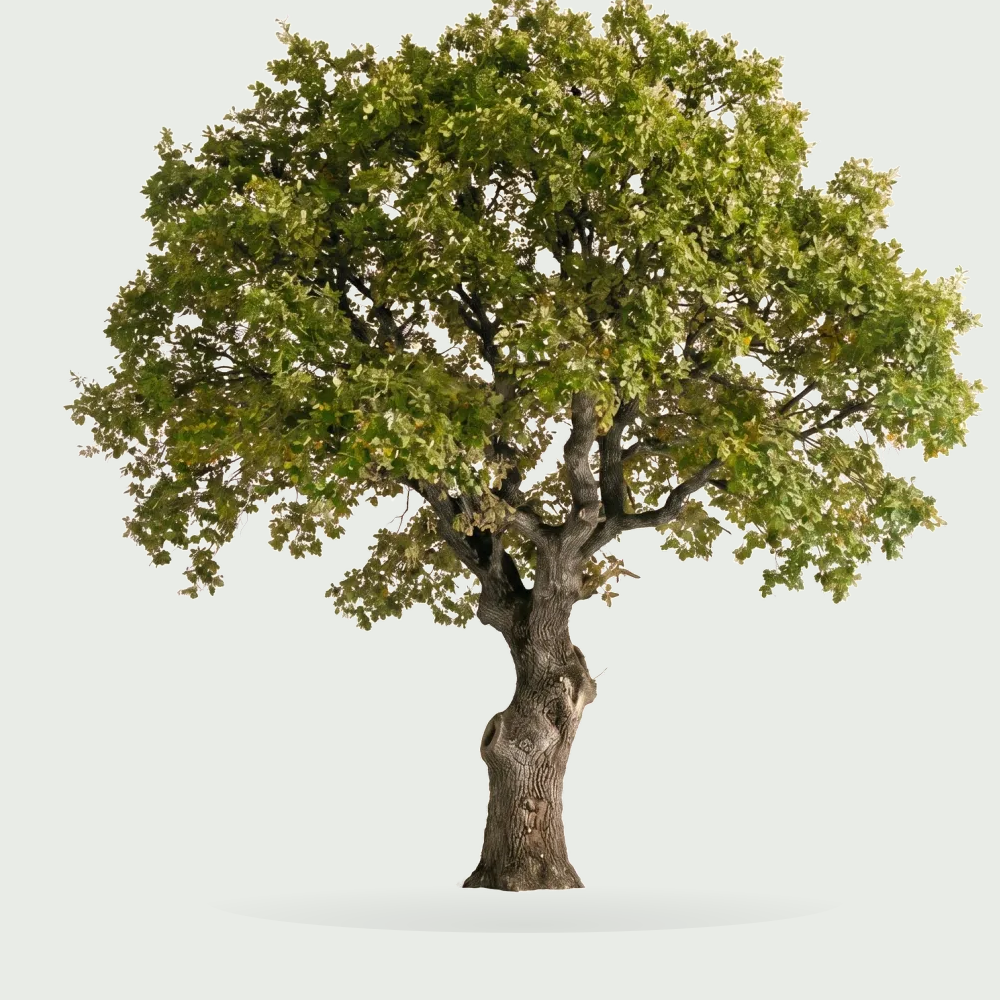 Tree #00959