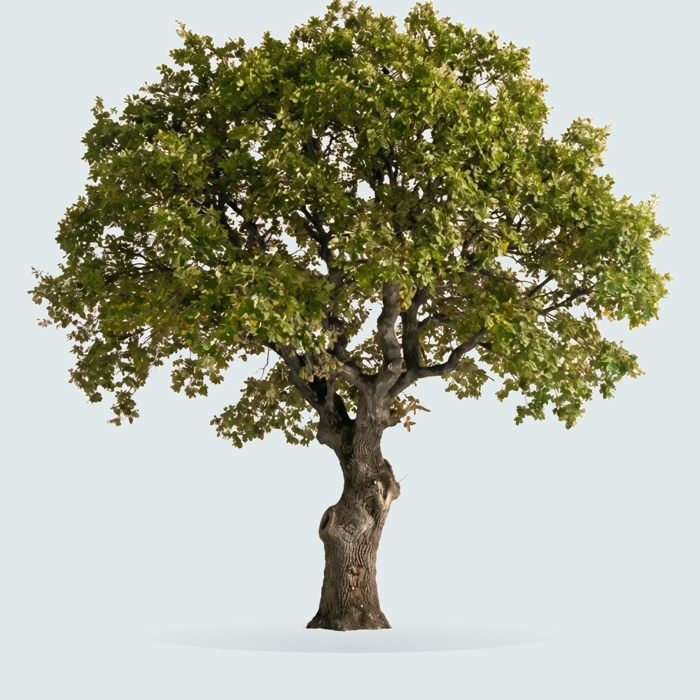 Tree #00960