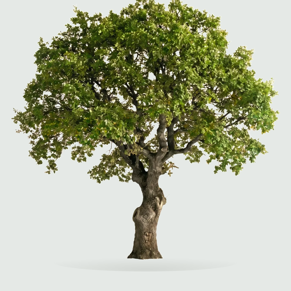 Tree #00971