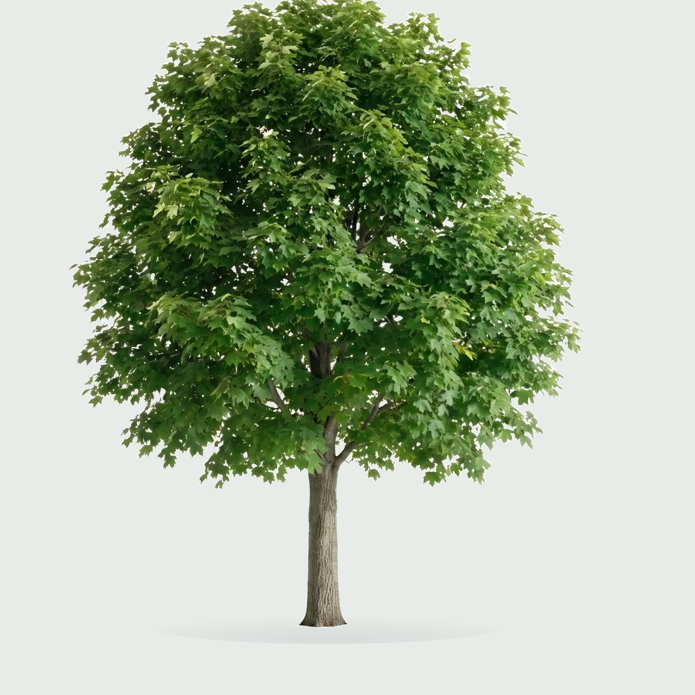 Tree #00972
