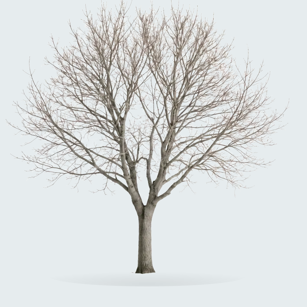 Tree #00974