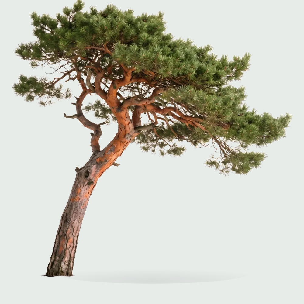 Tree #00977
