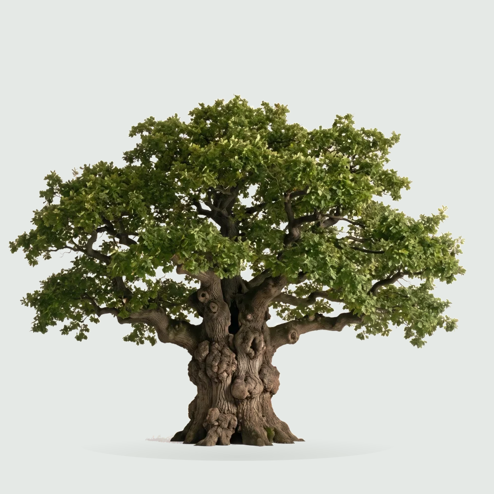Tree #00980
