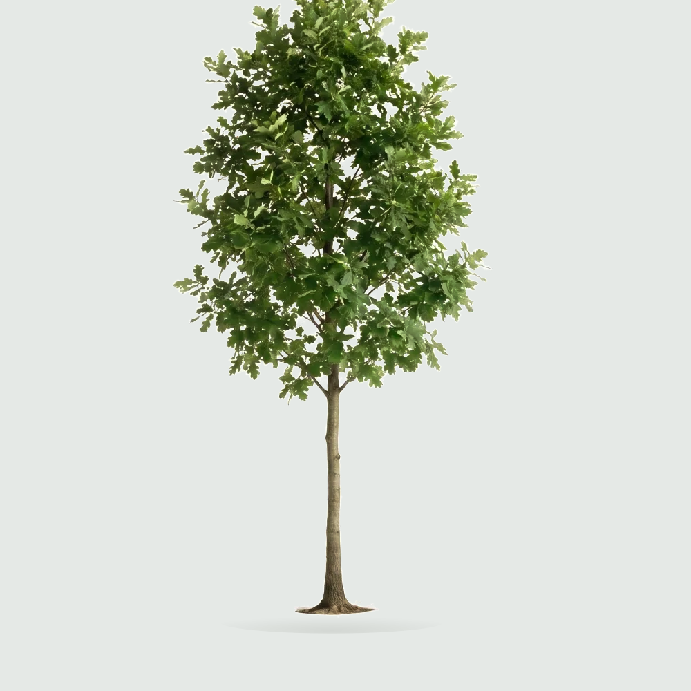 Tree #00981