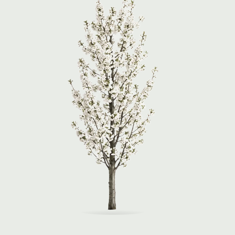 Tree #00982