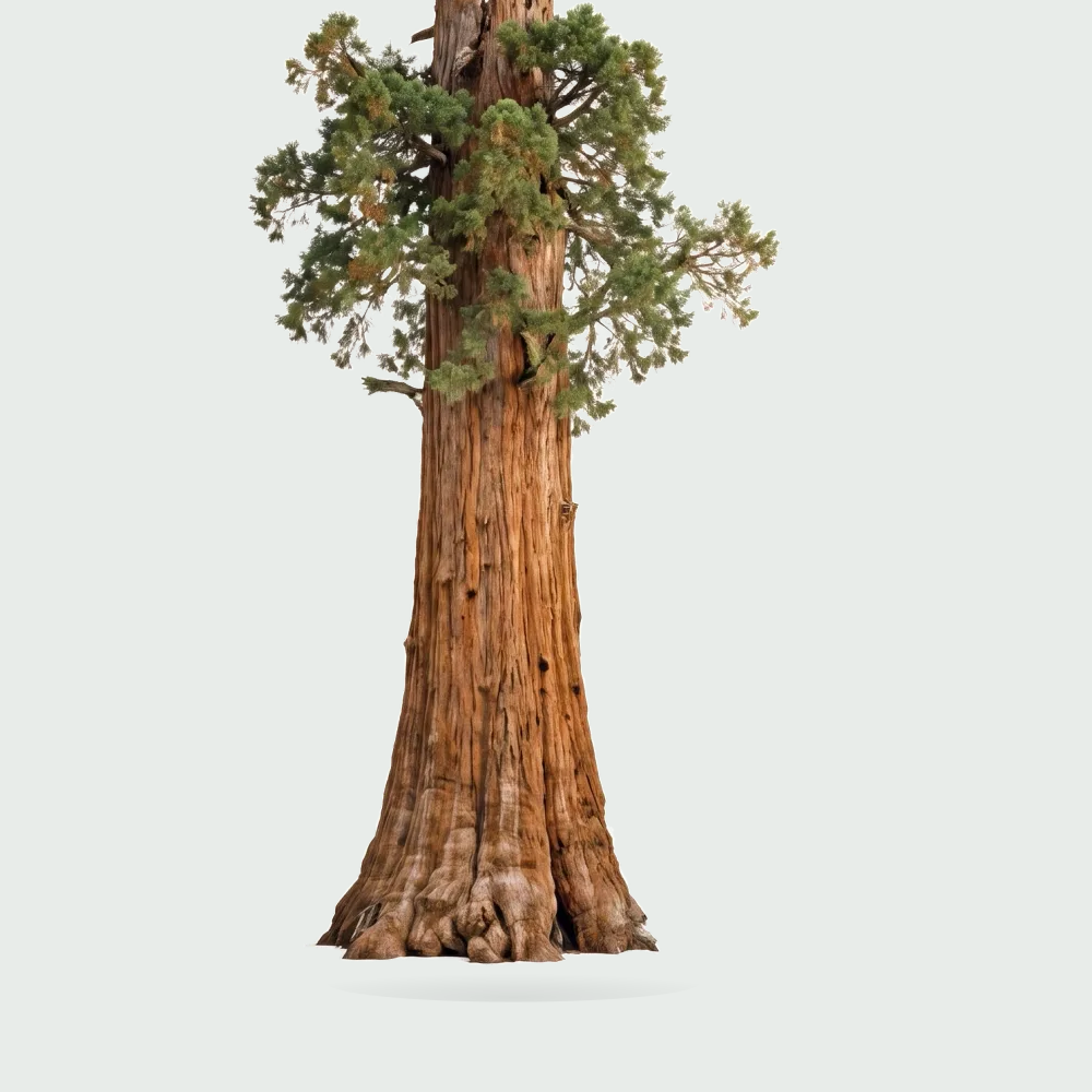 Tree #00983