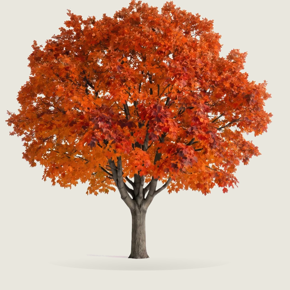 Tree #00989