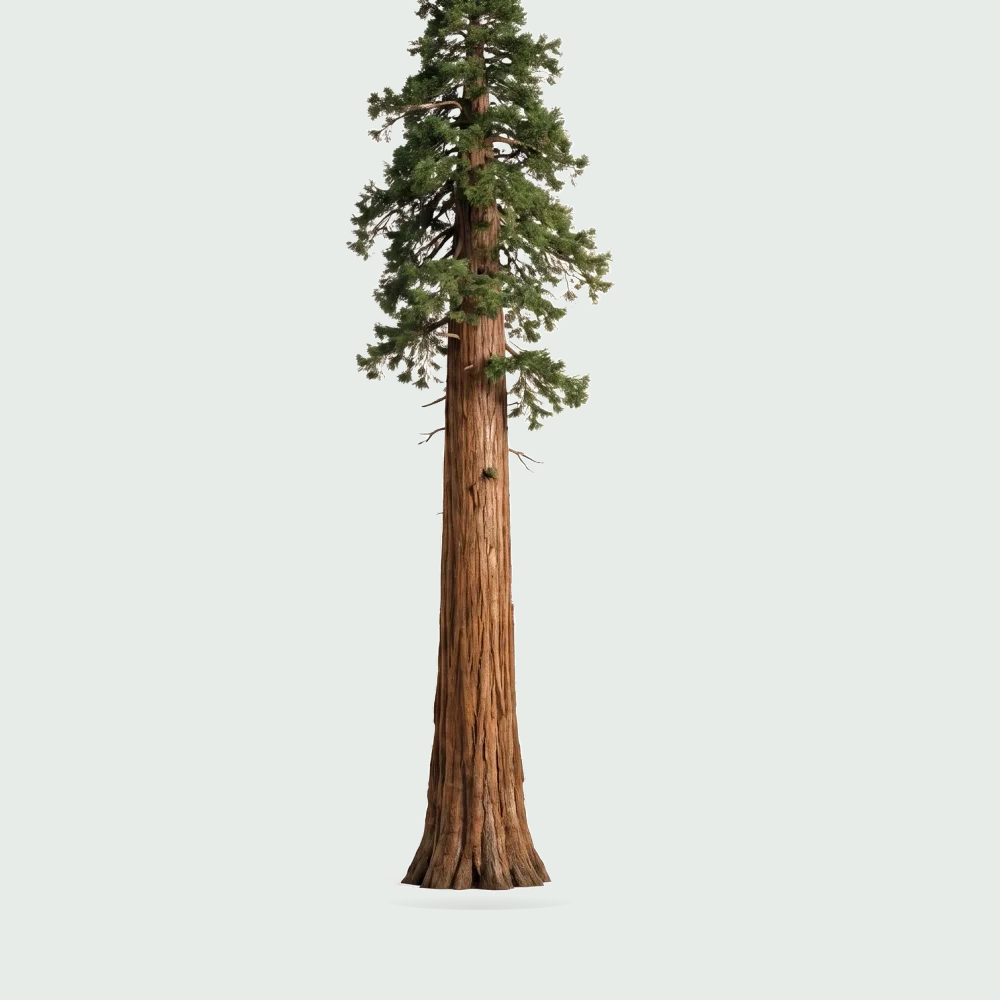 Tree #00990